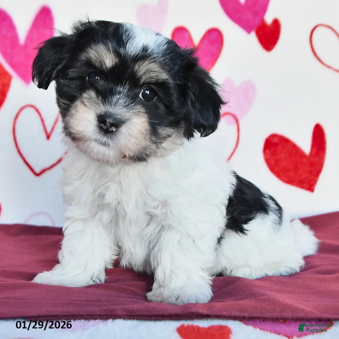 Havanese dogs for sale: Sparkle - Ad 2