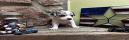 Chihuahua dogs for sale: 🐾Bart~Merle Chihuahua - Ad 3