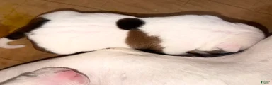 American Bully 7