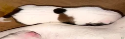 American Bully dogs for sale: American Bully 7 - Ad 1