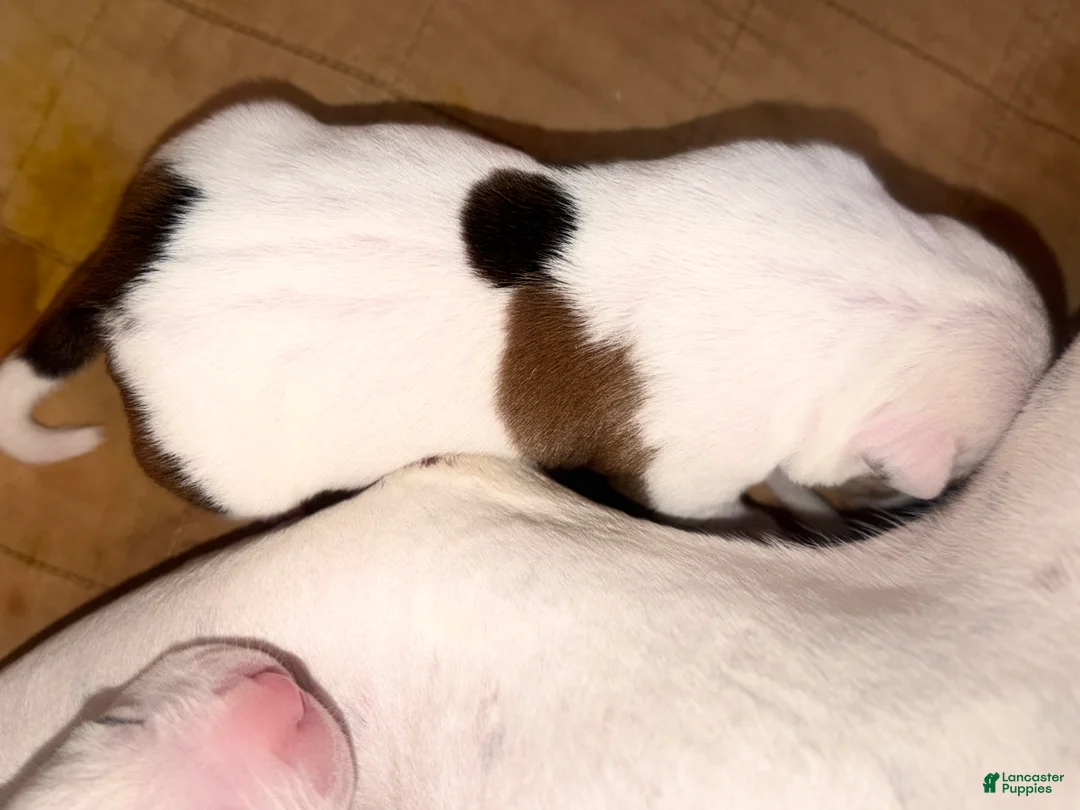 American Bully dogs for sale: American Bully 7 - Ad 1