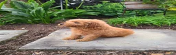 Mini Goldendoodle dogs for sale: Inez - Ad 20