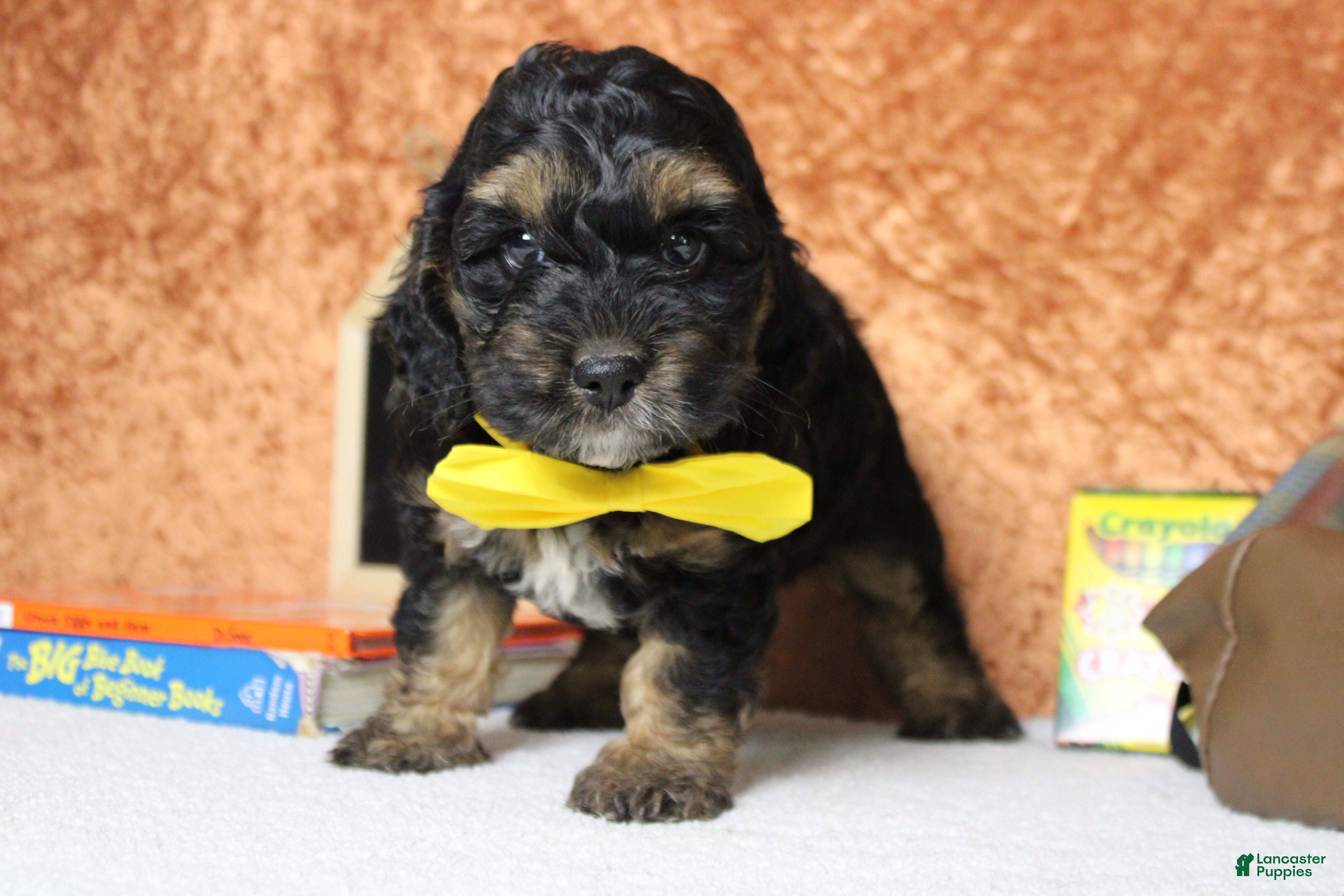 Cockapoo dogs Rocky  - Ad 11