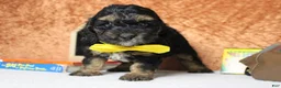 Cockapoo dogs for sale: Rocky  - Ad 1