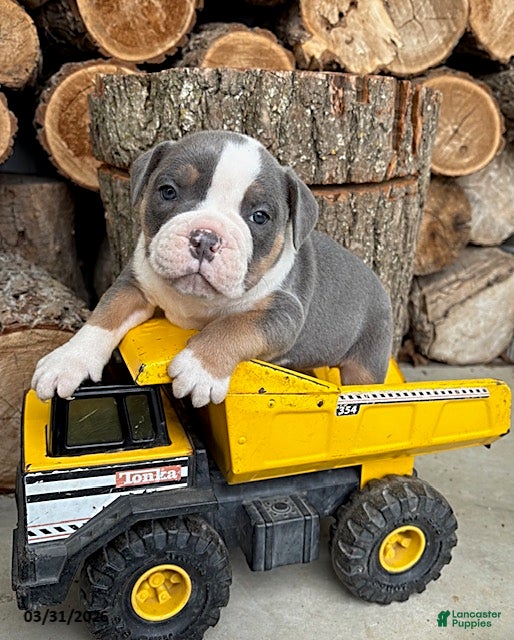 Mixed Breed dogs Sterling - Ad 2