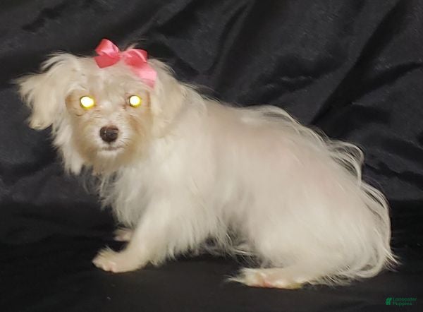 Maltese dogs Maltese Puppy 2 - Ad 8