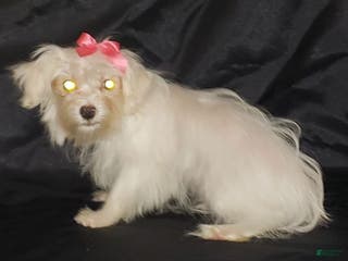 Maltese dogs Maltese Puppy 2 - Ad 28