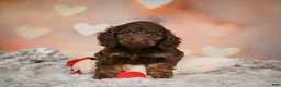Cockapoo dogs for sale: Sandy - Ad 14