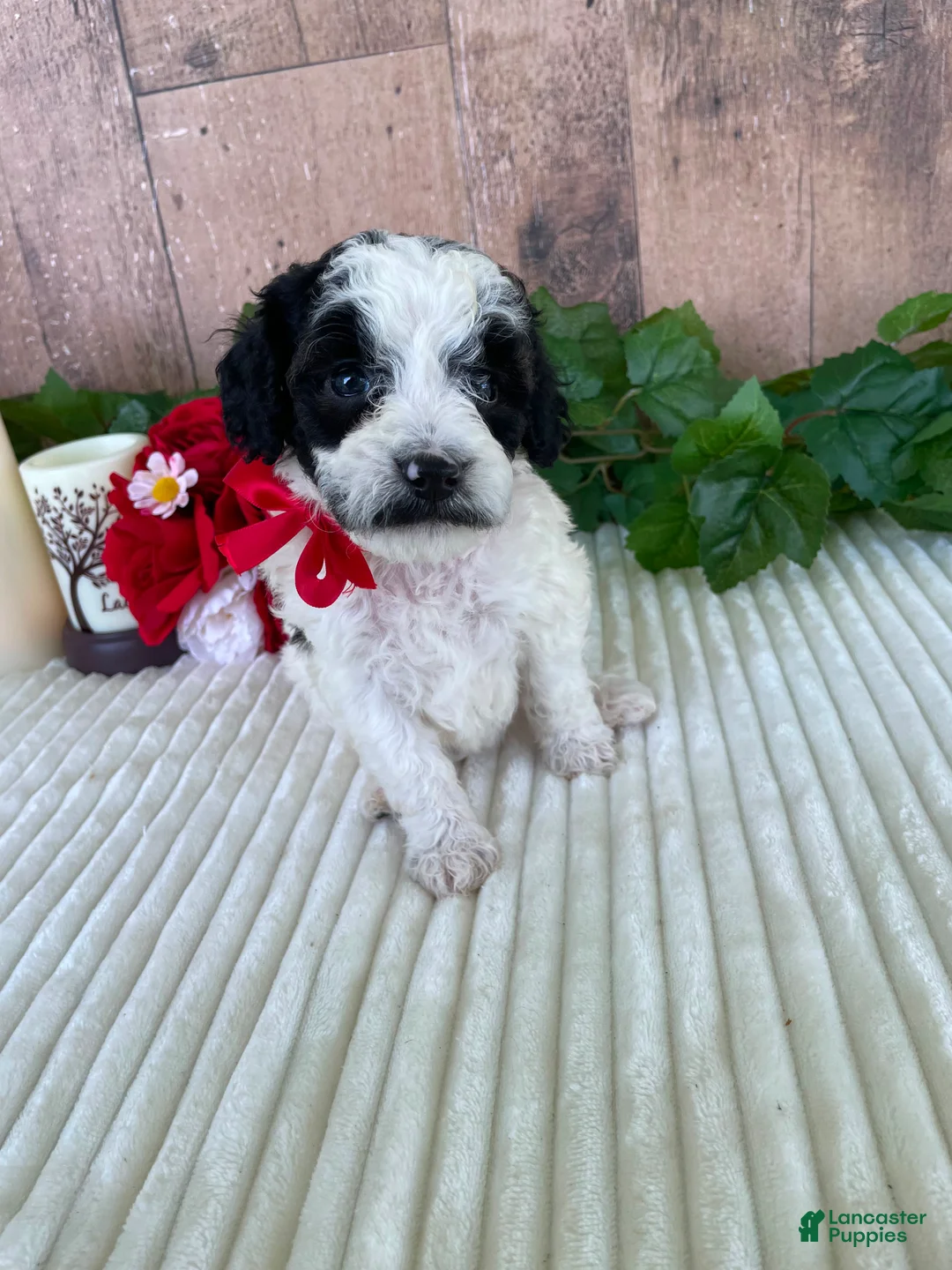 Mini Goldendoodle dogs for sale: Miss Wafer - Ad 20