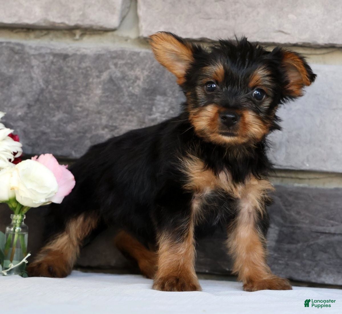Morkie dogs Ozzy - Ad 2