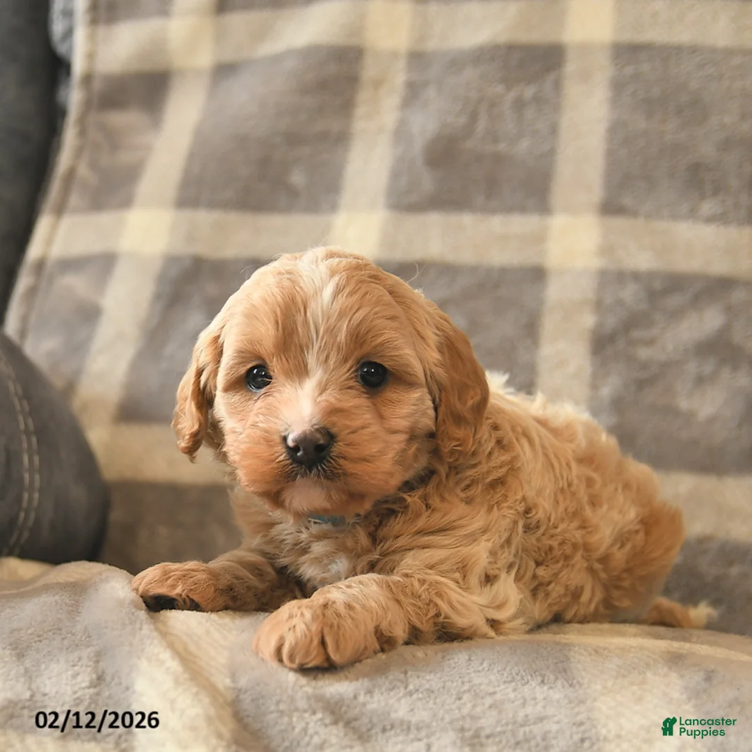Cavapoo dogs for sale: Champ   - Ad 4