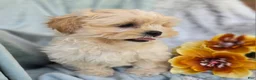 Shihpoo dogs for sale: Marshmallow - Ad 22
