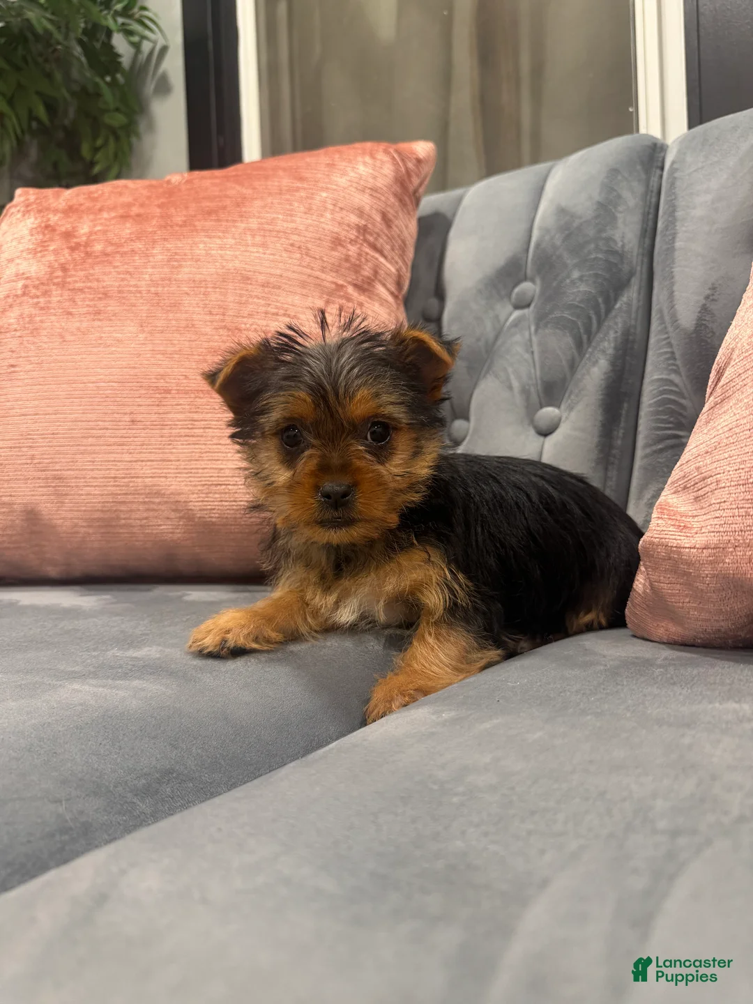 Yorkshire Terrier dogs for sale: Bacardi - Ad 3