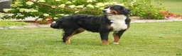 Bernedoodle dogs for sale: Sugar - Ad 4