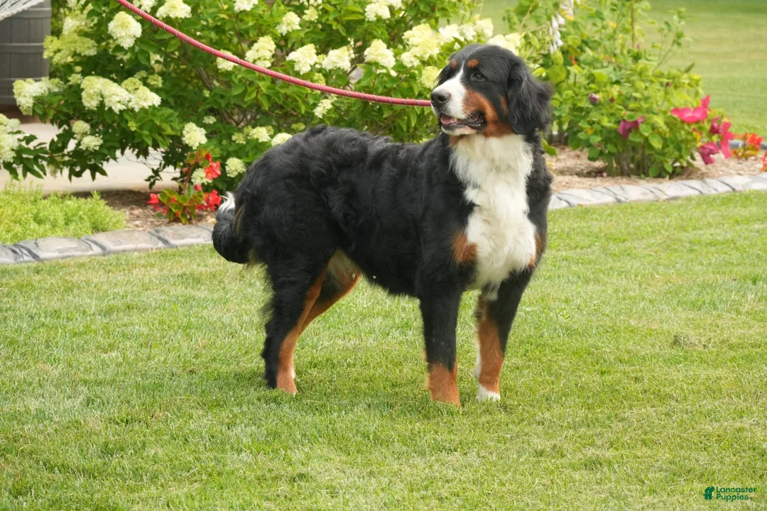 Bernedoodle dogs for sale: Sugar - Ad 4