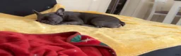 Frenchton dogs for sale: Bubby - Ad 3