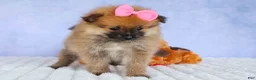 Pomeranian dogs for sale: Freya  - Ad 10