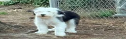 Old English Sheepdog dogs for sale: GUS  - Ad 5