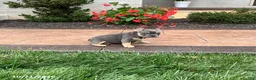 French Bulldog dogs for sale: Quinn - Ad 4