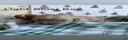 Golden Retriever dogs for sale: Golden Retriever 3 - Ad 2
