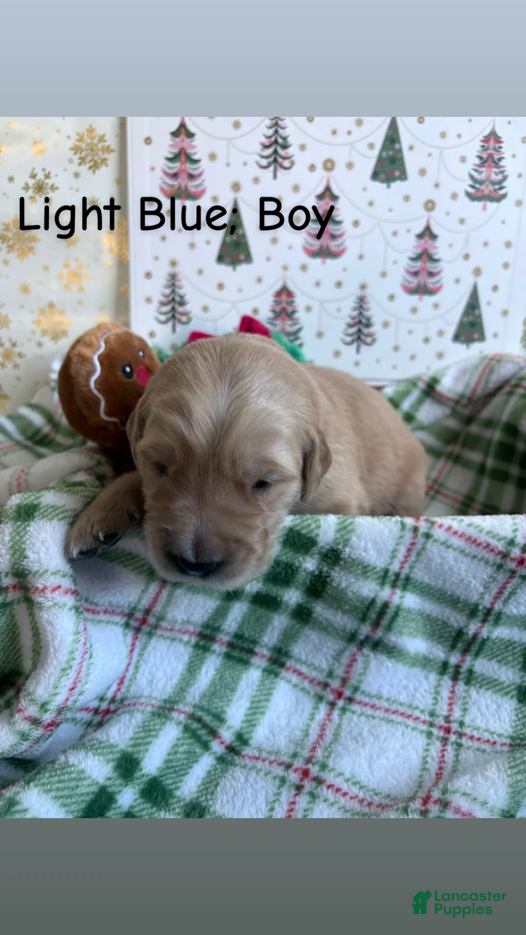 Golden Retriever dogs for sale: Golden Retriever 3 - Ad 2