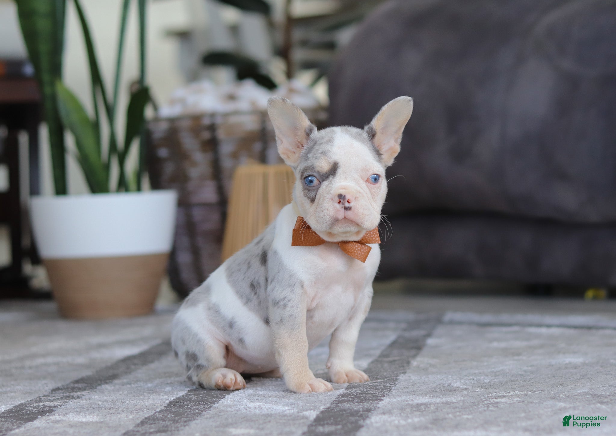 French Bulldog dogs Bella - Ad 36