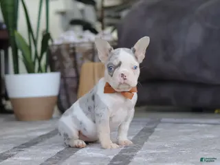 French Bulldog dogs Bella - Ad 36