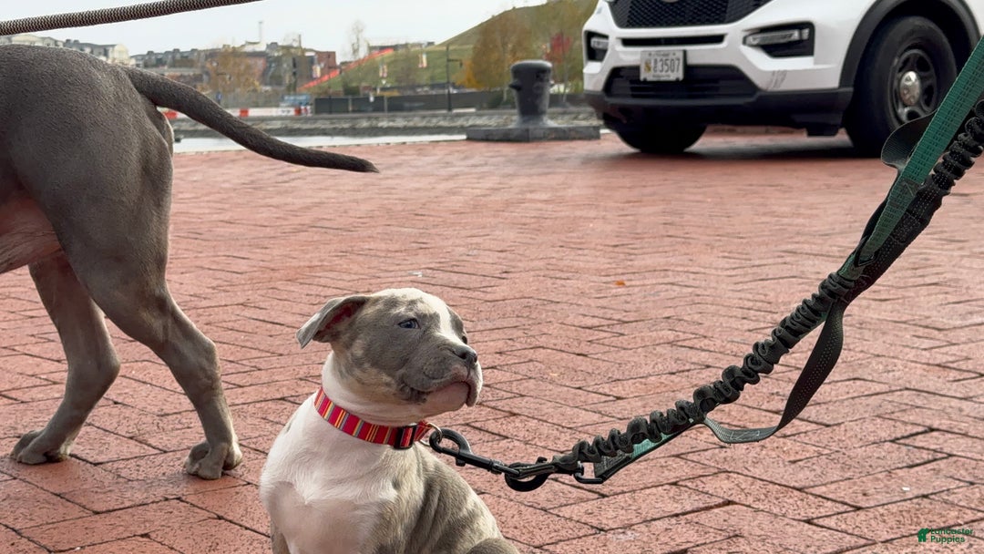 American Bully dogs for sale: Greyjoy  - Ad 17