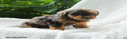 Yorkiepoo dogs for sale: Maika - Ad 2