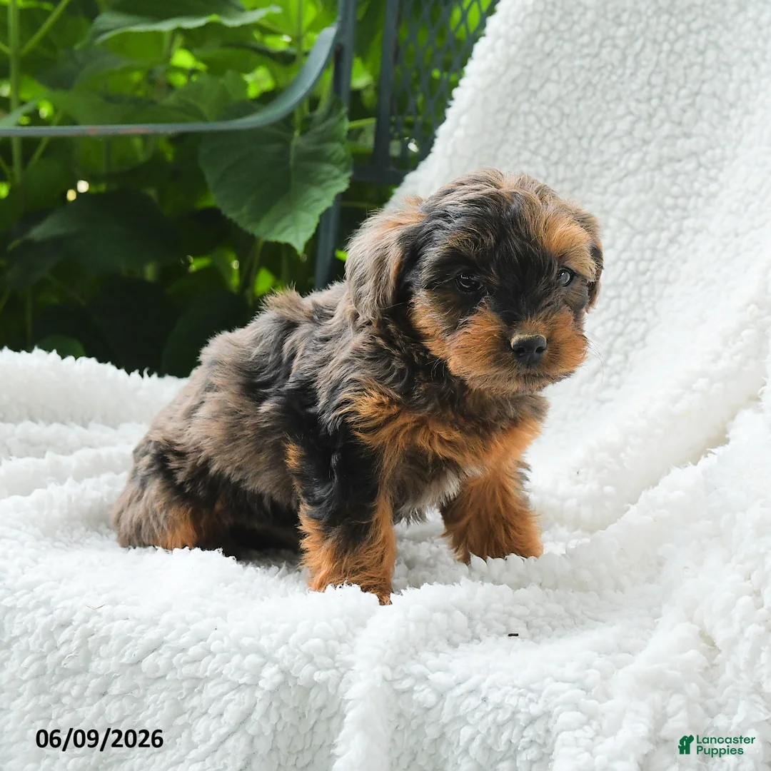 Yorkiepoo dogs for sale: Maika - Ad 2