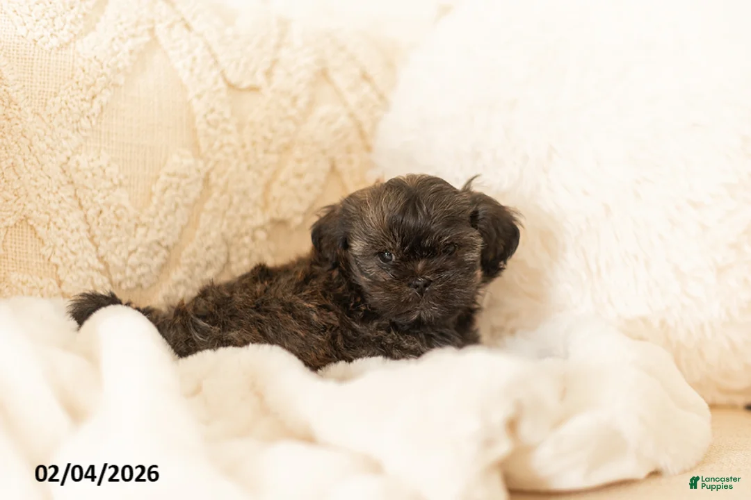 Teddy Bear dogs for sale: Rocky - Ad 2