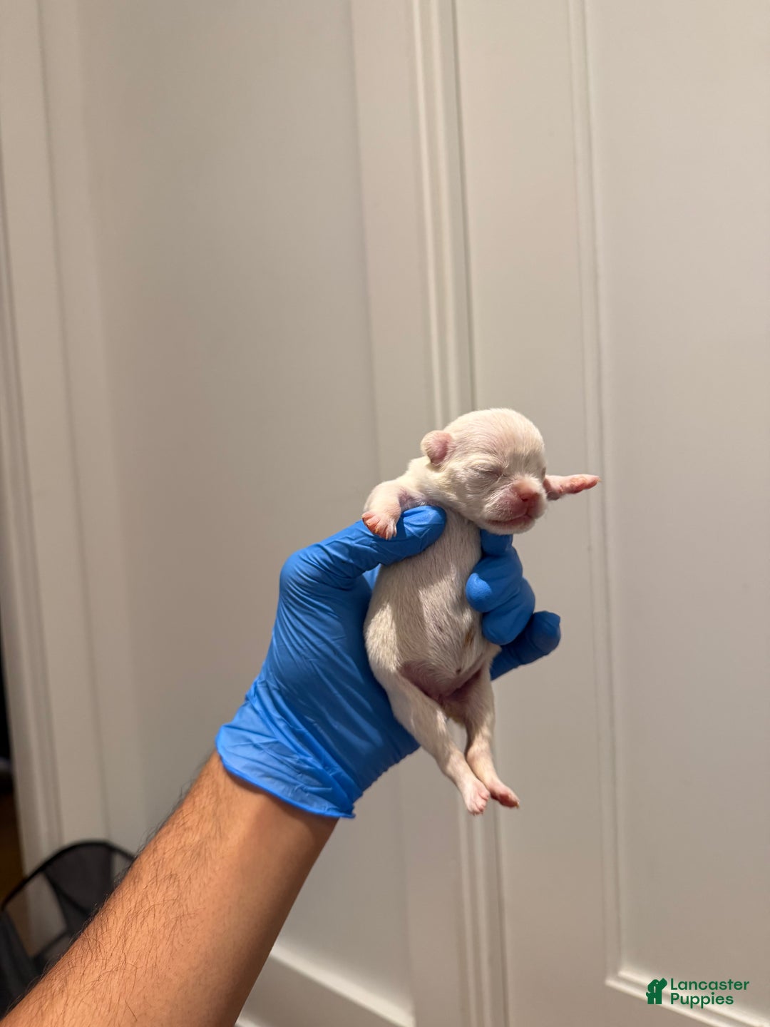 French Bulldog dogs for sale: Ghosty - Ad 2