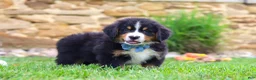 Bernese Mountain Dog dogs for sale: Bobby - Ad 5