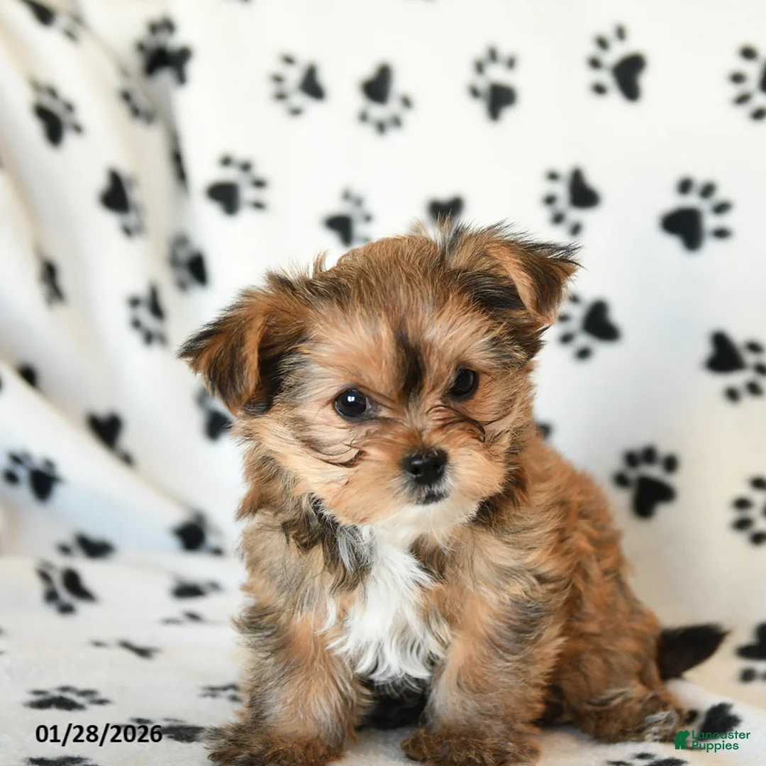 Shorkie dogs for sale: Princess - Ad 4