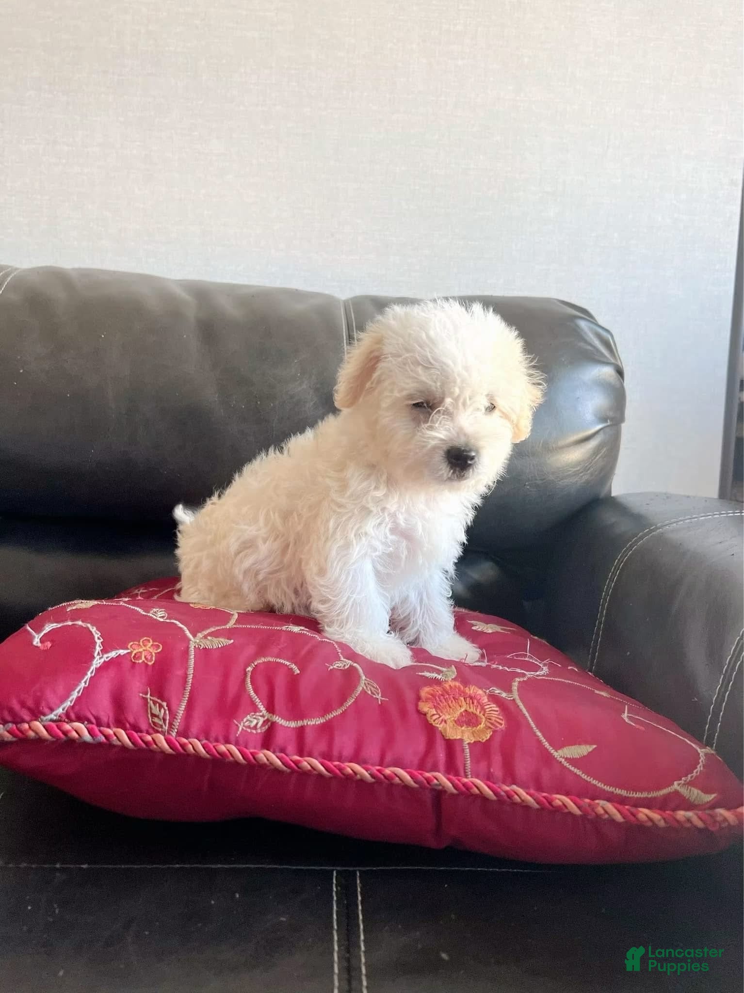 Maltipoo dogs Meet Plum — Adorable Maltipoo Puppy - Ad 17