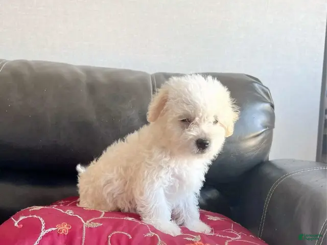 Maltipoo dogs Meet Plum — Adorable Maltipoo Puppy - Ad 17