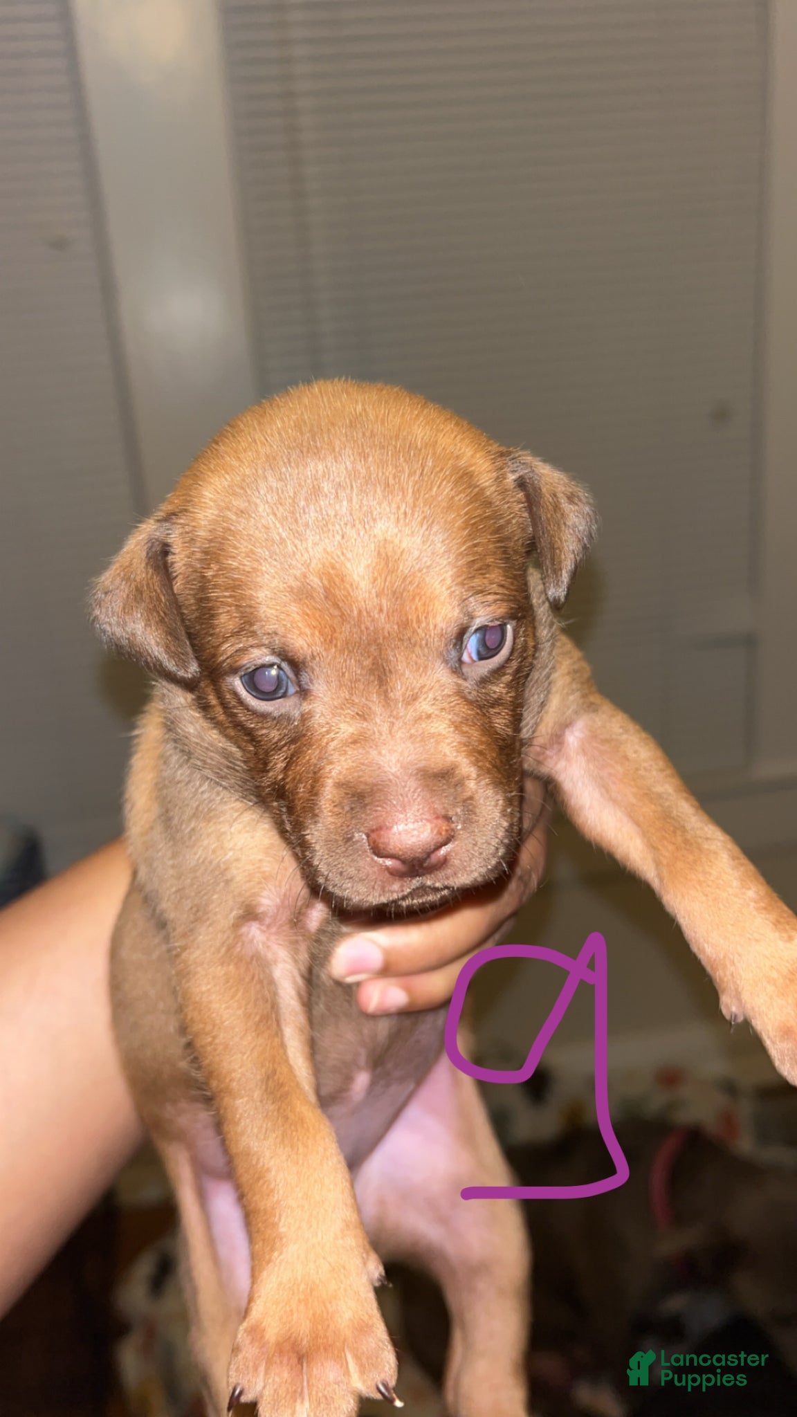 Mixed Breed dogs Mixed Breed Puppy 8 - Ad 10
