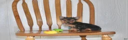 Yorkshire Terrier dogs for sale: Chase - Ad 3