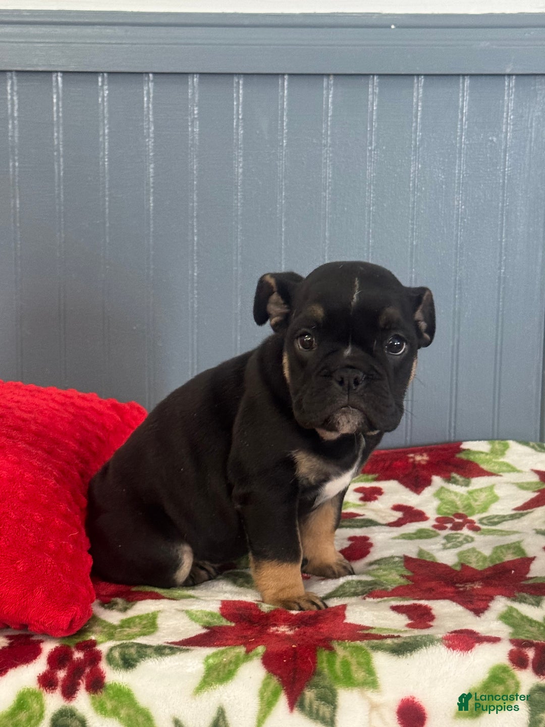 English Bulldog dogs for sale: Lilly  - Ad 4