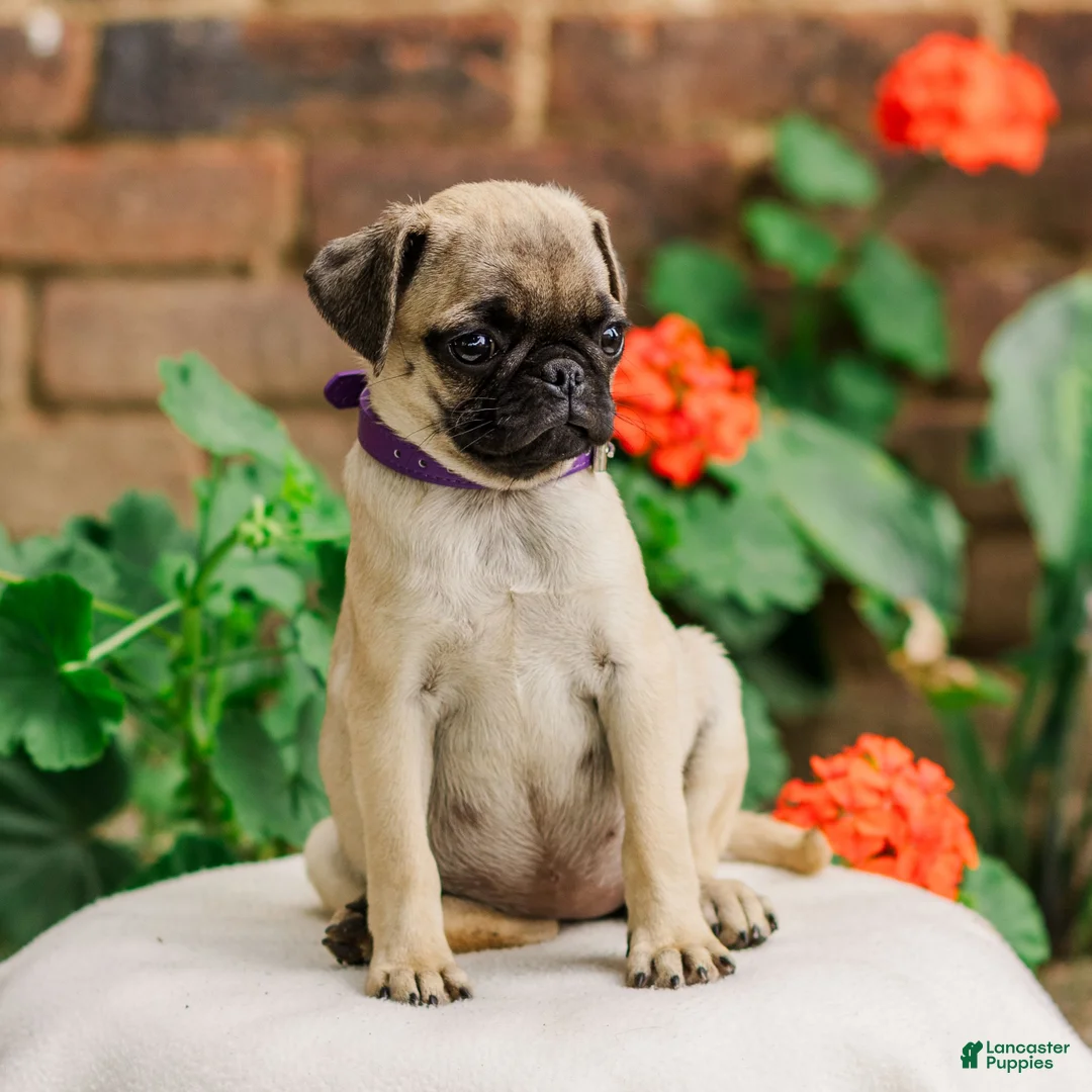 Pug dogs for sale: Sunny  - Ad 3