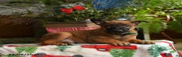 Belgian Malinois dogs for sale: Melon  - Ad 2