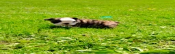 English Bulldog dogs for sale: Chloe  - Ad 7