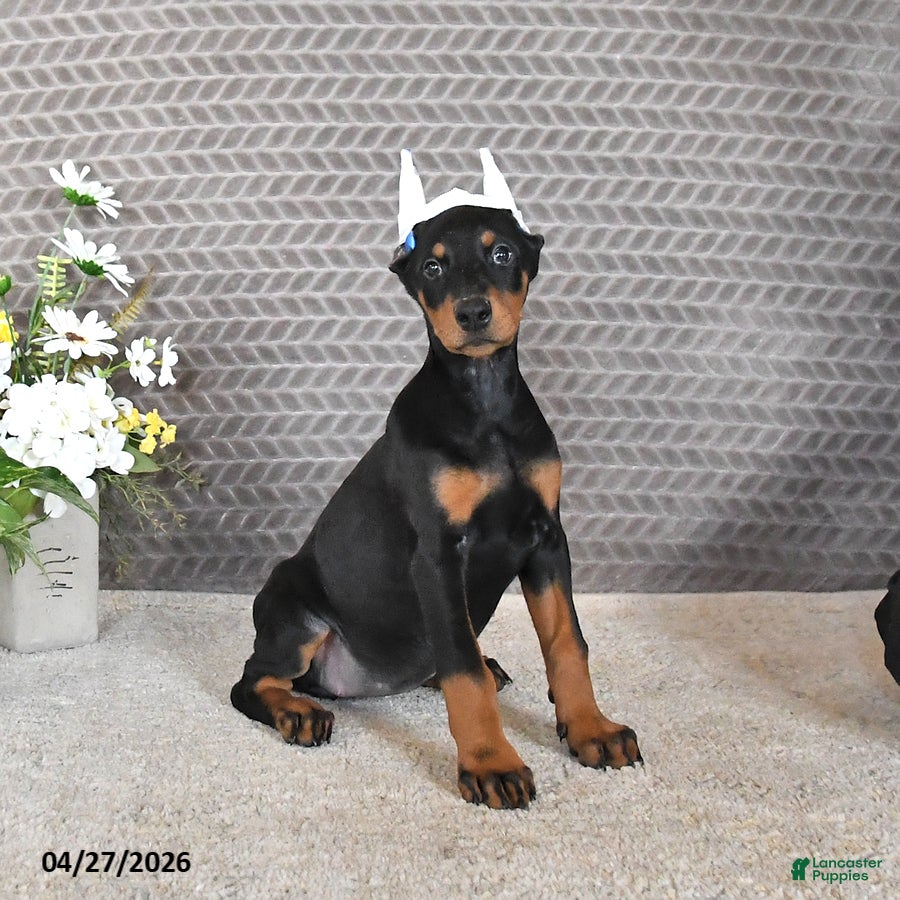 Doberman Pinscher dogs Sage - Ad 2