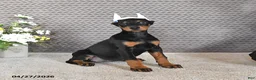 Doberman Pinscher dogs for sale: Sage - Ad 2