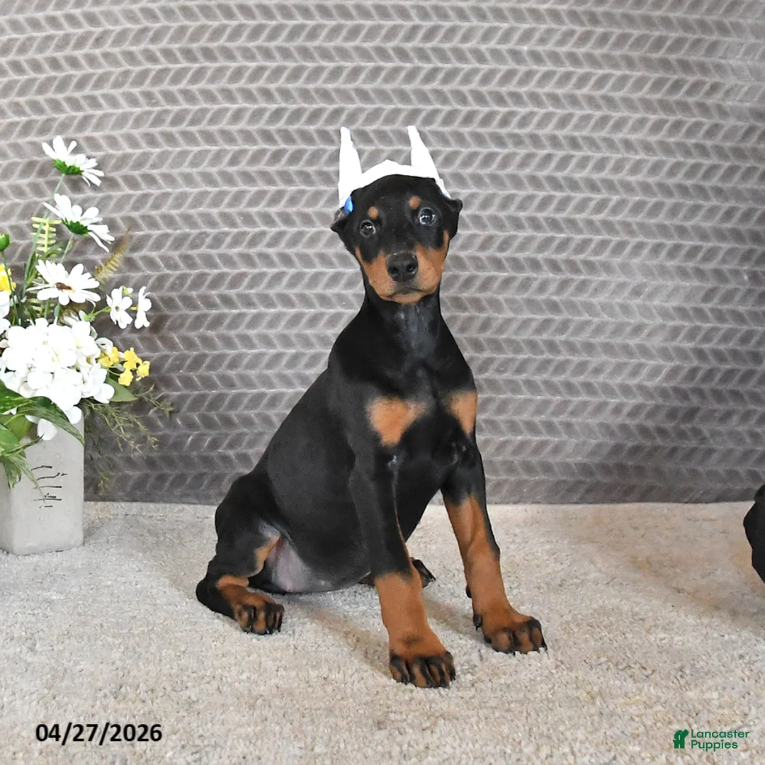 Doberman Pinscher dogs for sale: Sage - Ad 2