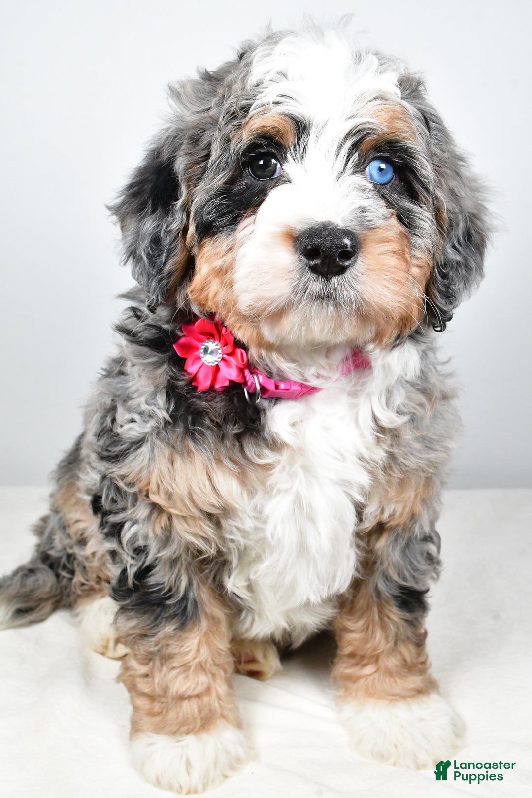 Mini Bernedoodle dogs for sale: Crystal - Ad 6