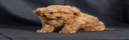 Mini Goldendoodle dogs for sale: Nevin - Ad 5