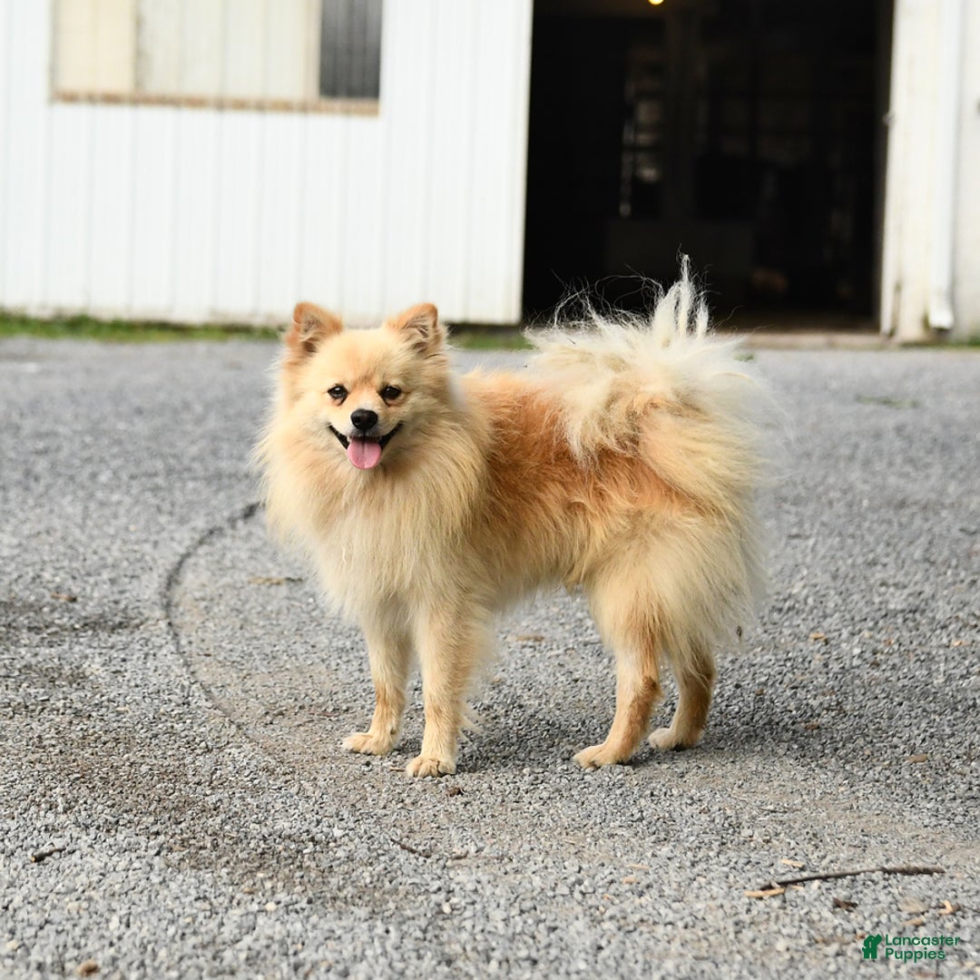 Mixed Breed dogs for sale: Fern - Ad 5