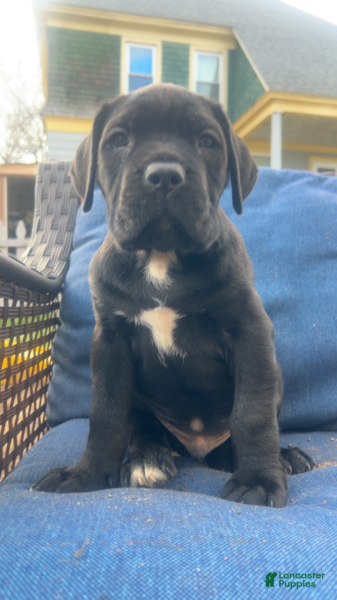 Cane Corso dogs Cane Corso Puppy 2 - Ad 1