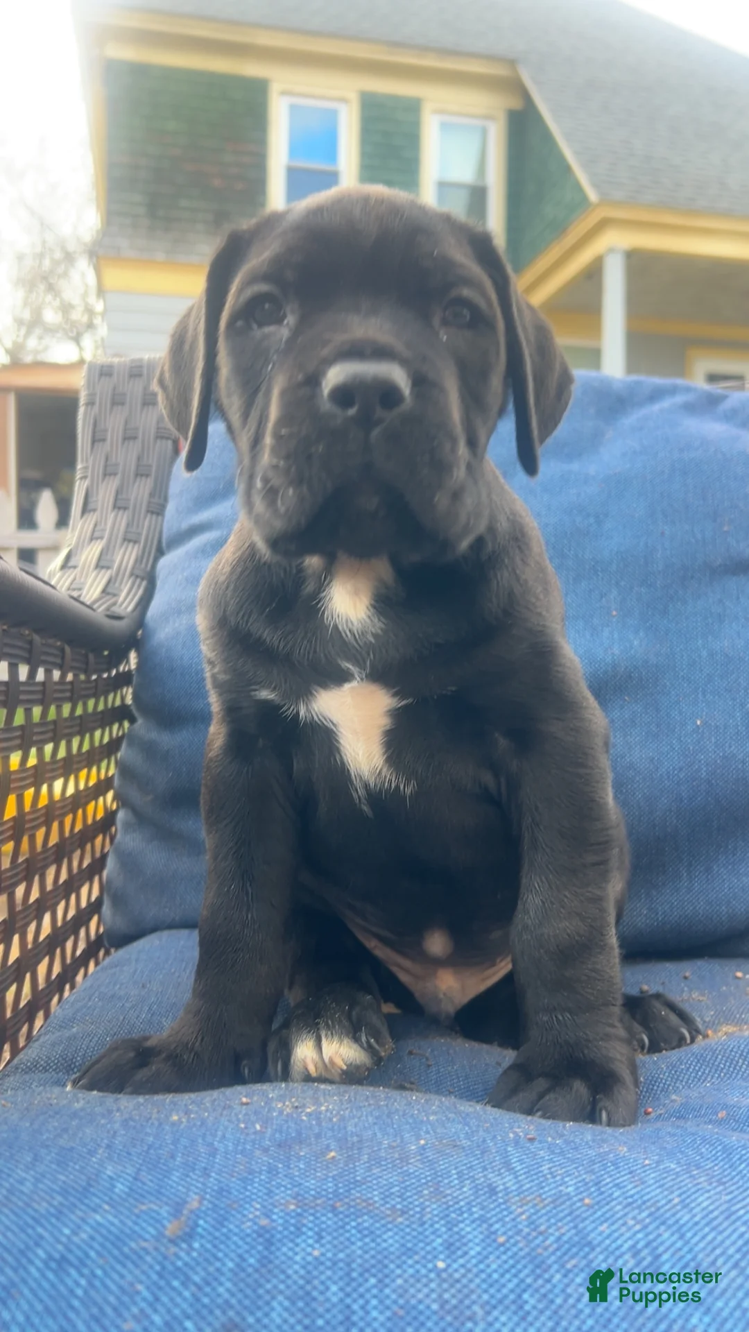 Cane Corso dogs for sale: Cane Corso Puppy 2 - Ad 1